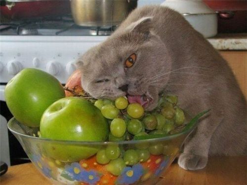 Kedi̇ler İçi̇n Güvenli̇ Ve Zehi̇rli̇ Meyveler Nelerdi̇r?