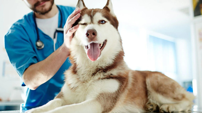 Evcil Hayvanlarda Kulak Hastalıkları Hakkında Bilmeniz Gerekenler!