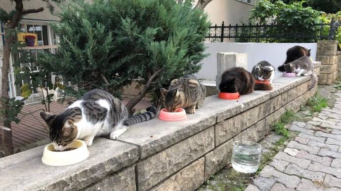 🐾 Evcil Hayvan Sahibi Olmak Nedir? Her Gün Yanında Olan Minik Bir Sevgi Kaynağıdır 💛