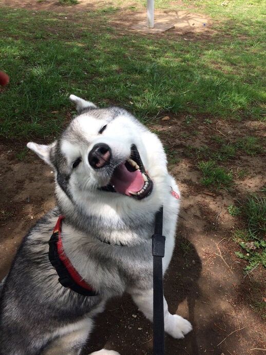 🐾 Evcil Hayvan Sahibi Olmak Nedir? Her Gün Yanında Olan Minik Bir Sevgi Kaynağıdır 💛