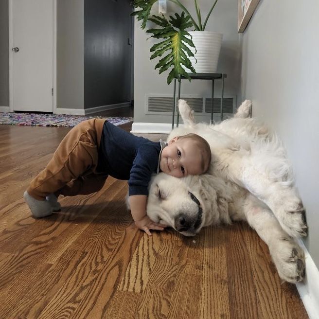 🐾 Evcil Hayvan Sahibi Olmak Nedir? Her Gün Yanında Olan Minik Bir Sevgi Kaynağıdır 💛