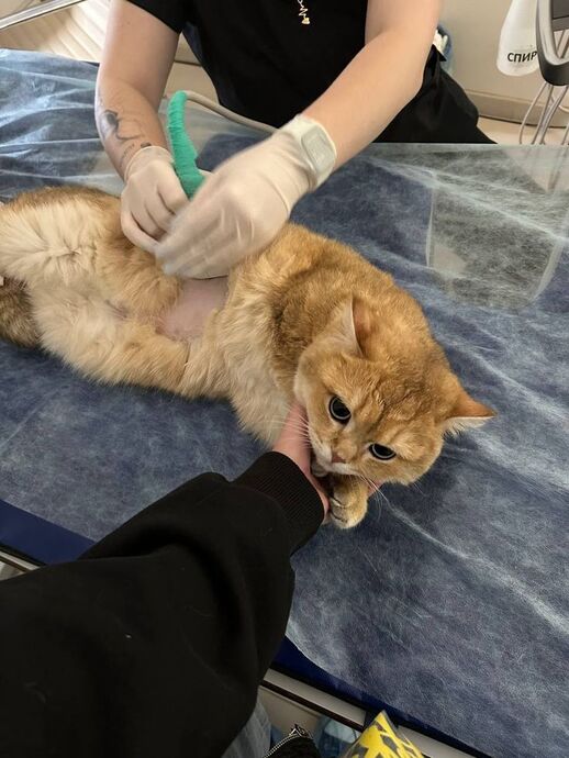 🐾 Evcil Hayvan Sahibi Olmak Nedir? Her Gün Yanında Olan Minik Bir Sevgi Kaynağıdır 💛