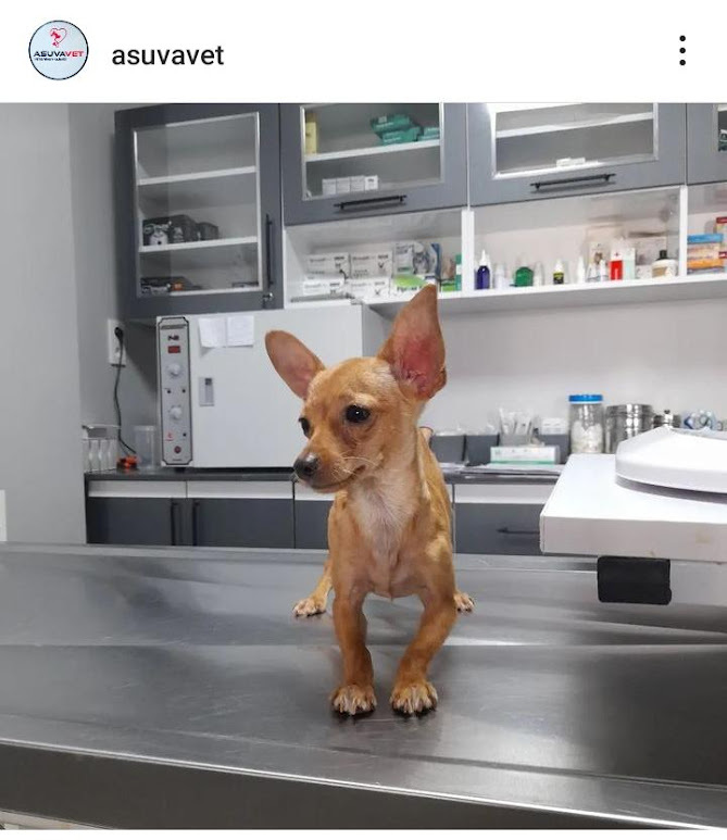 🐾 Evcil Hayvan Sahibi Olmak Nedir? Her Gün Yanında Olan Minik Bir Sevgi Kaynağıdır 💛