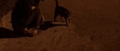 sevimli kedi
