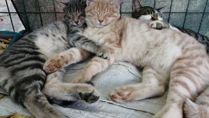 Bence Evcil Hayvanlar Hayatın Sessiz Kahramanlarıdır!