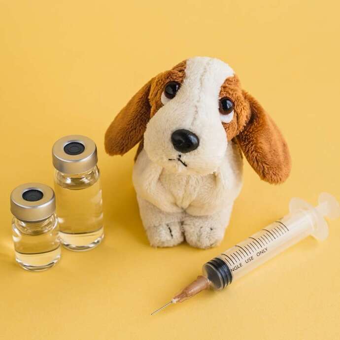 Köpeklerde Aşılama Takvimi