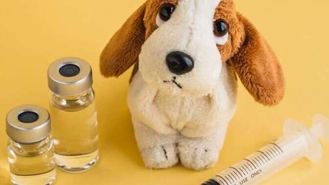 Köpeklerde Aşılama Takvimi