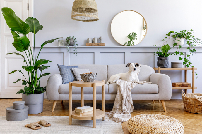 ✨ Evinin Enerjisini Yükselt: Daha Sakin ve Huzurlu Bir Yaşam İçin Feng Shui Önerileri