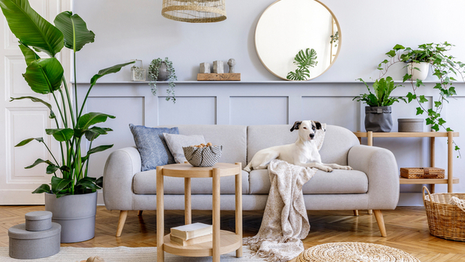 ✨ Evinin Enerjisini Yükselt: Daha Sakin ve Huzurlu Bir Yaşam İçin Feng Shui Önerileri