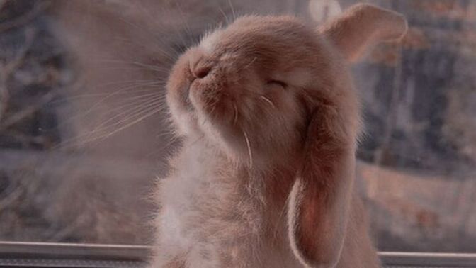 Tavşan Cennetinde Yaşamak İstiyorum, Sanki Çok Şey İstiyorum!