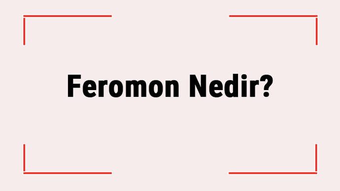 Onu İlk Gördüğüm Anda Sanki Beni Etkileyen Tuhaf bir şey Oldu Doğanın Görünmez Dili: Feromon