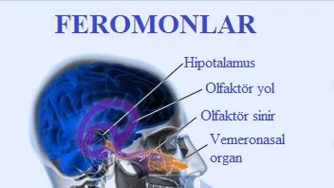 "Onu İlk Gördüğüm Anda Sanki Beni Etkileyen Tuhaf bir şey Oldu" Doğanın Görünmez Dili: Feromon