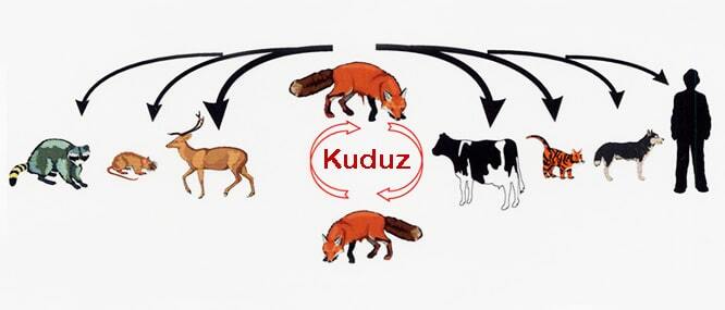 Bir Veteriner Hekimin Gözünden: Kuduz Hastalığı Nedir?