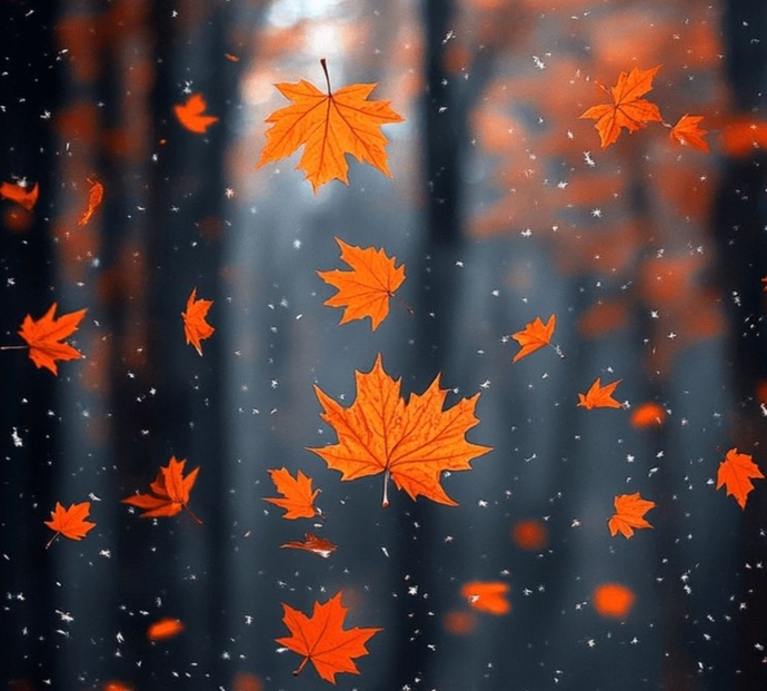 🍁🍁🍁