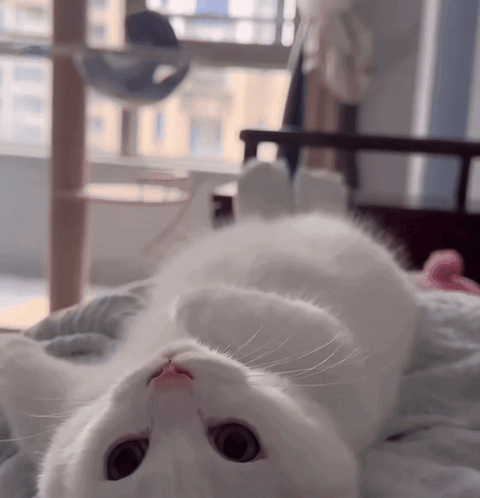 Kediler Hakkında Bilmeniz Gereken Her Şey: Sevimliden Çok Daha Fazlası! 🐈
