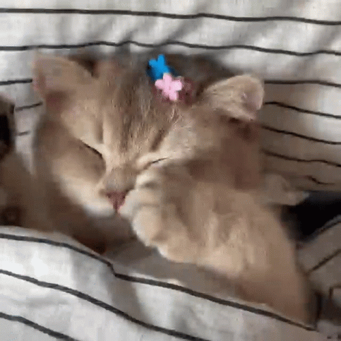 Kediler Hakkında Bilmeniz Gereken Her Şey: Sevimliden Çok Daha Fazlası! 🐈