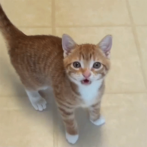 Kediler Hakkında Bilmeniz Gereken Her Şey: Sevimliden Çok Daha Fazlası! 🐈