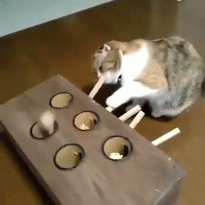 Kediler Hakkında Bilmeniz Gereken Her Şey: Sevimliden Çok Daha Fazlası! 🐈
