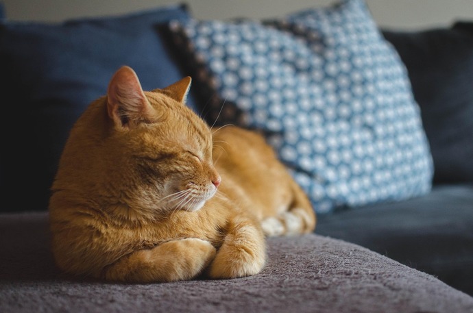 Kediler Hakkında Bilmeniz Gereken Her Şey: Sevimliden Çok Daha Fazlası! 🐈