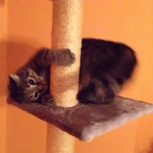 Kediler Hakkında Bilmeniz Gereken Her Şey: Sevimliden Çok Daha Fazlası! 🐈