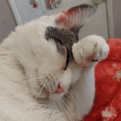 Kediler Hakkında Bilmeniz Gereken Her Şey: Sevimliden Çok Daha Fazlası! 🐈