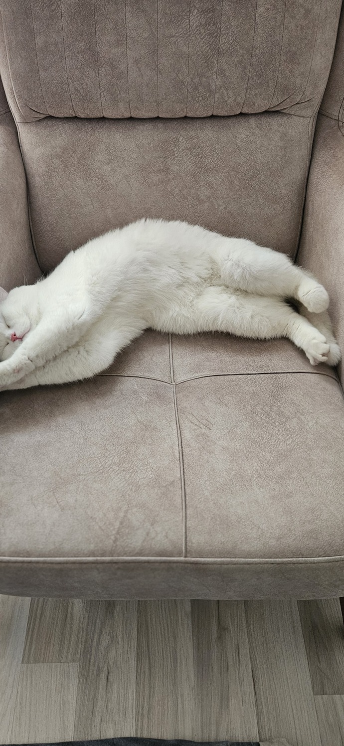 Kediler Hakkında Bilmeniz Gereken Her Şey: Sevimliden Çok Daha Fazlası! 🐈
