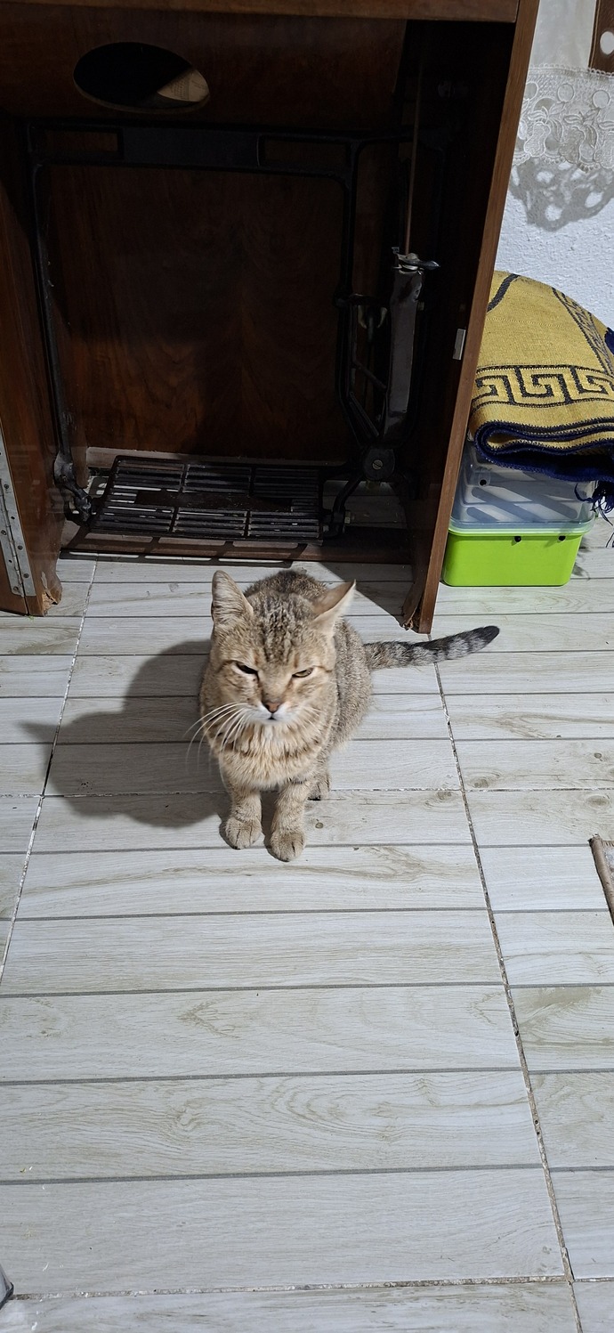 Kediler Hakkında Bilmeniz Gereken Her Şey: Sevimliden Çok Daha Fazlası! 🐈