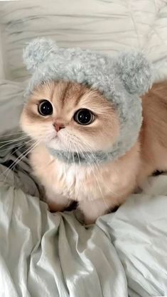 Kedi Yeleği Deneyimim: İlk Gün Dram & Kaos, İkinci Gün Açılın Pist Benden Sorulur!