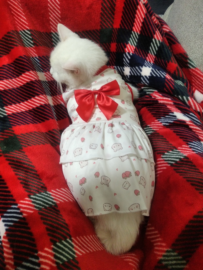 Kedi Yeleği Deneyimim: İlk Gün Dram & Kaos, İkinci Gün 'Açılın Pist Benden Sorulur'!