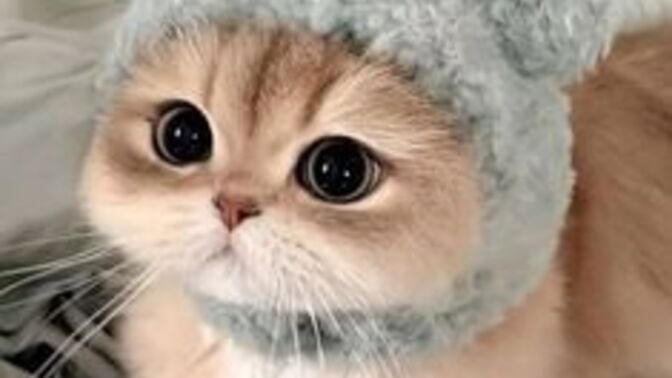 Kedi Yeleği Deneyimim: İlk Gün Dram & Kaos, İkinci Gün 'Açılın Pist Benden Sorulur'!