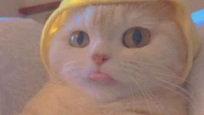 Kediler Melektir İşte Size İspatı!