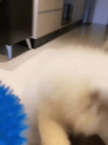 Köpeklerle Yaşam: Sadece Bir Evcil Hayvan Değil, Bir Dostluk Hikayesi ❤️