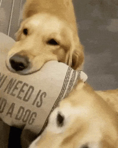 Köpeklerle Yaşam: Sadece Bir Evcil Hayvan Değil, Bir Dostluk Hikayesi ❤️