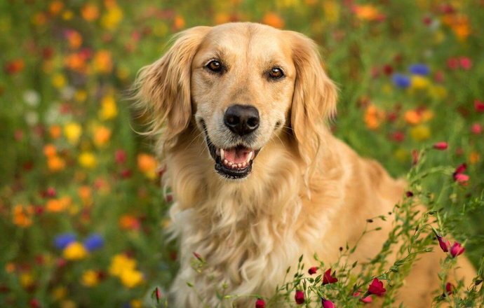 Köpeklerle Yaşam: Sadece Bir Evcil Hayvan Değil, Bir Dostluk Hikayesi ❤️