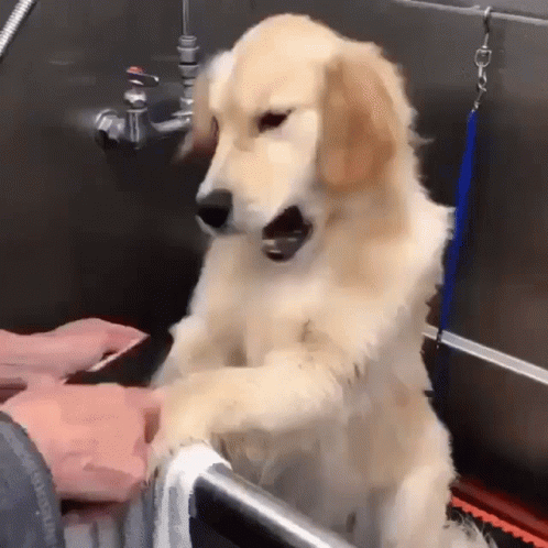 Köpeklerle Yaşam: Sadece Bir Evcil Hayvan Değil, Bir Dostluk Hikayesi ❤️