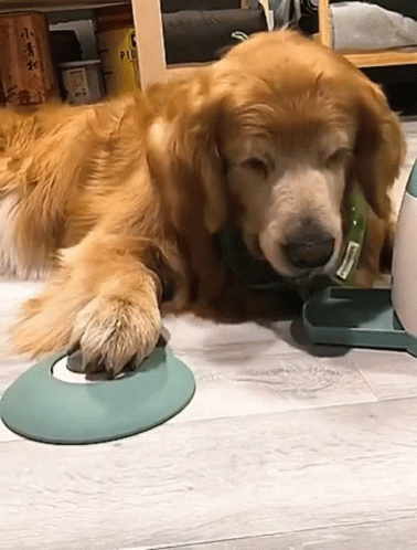 Köpeklerle Yaşam: Sadece Bir Evcil Hayvan Değil, Bir Dostluk Hikayesi ❤️