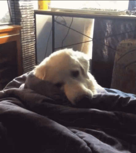 Köpeklerle Yaşam: Sadece Bir Evcil Hayvan Değil, Bir Dostluk Hikayesi ❤️