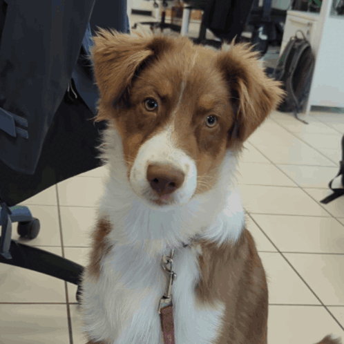 Köpeklerle Yaşam: Sadece Bir Evcil Hayvan Değil, Bir Dostluk Hikayesi ❤️