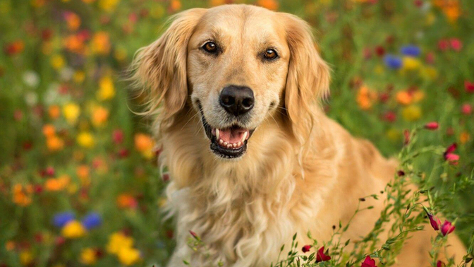 Köpeklerle Yaşam: Sadece Bir Evcil Hayvan Değil, Bir Dostluk Hikayesi ❤️