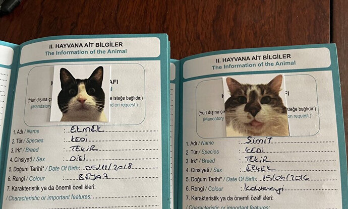 Sevgili Dostumuz Kediler İçin Alınması Gereken Temel Eşyalar