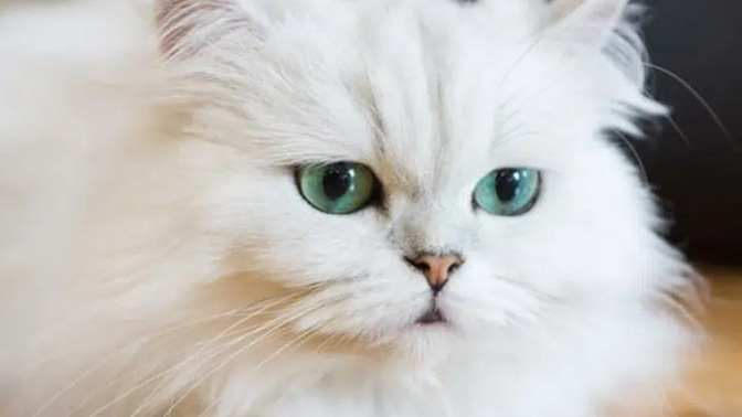 Kediler Ne Zaman Kısırlaştırılmalı? Doğru Zamanlama Rehberi