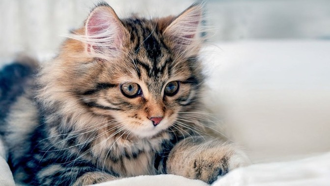 Lütfen Evcil Hayvan Edinmeden Önce Araştırma Yapmak Zorunda Olduğunuzu Unutmayın!