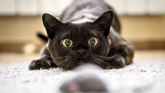 Halinden Memnun Bir Ev Kedisiyle Röportaj: Prenses'in Mutluluk Reçetesi