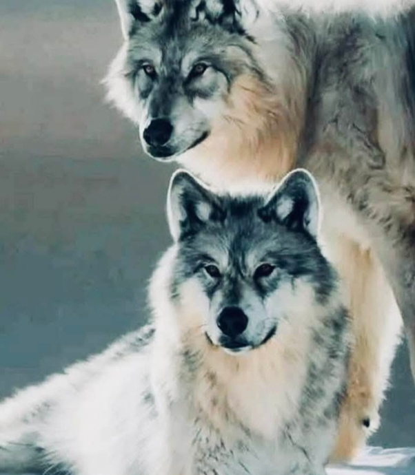 Tüm Kişilik ve Karakter Özellikleri İle Kurdun Ruhsal Yapısı 🐺🐺🐺🐺🐺!