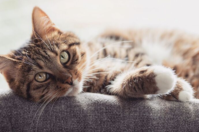 Kedi mi, Köpek mi Sahiplensem Diye Kararsız Kalanlar İçin 5 Kritik İpucu!