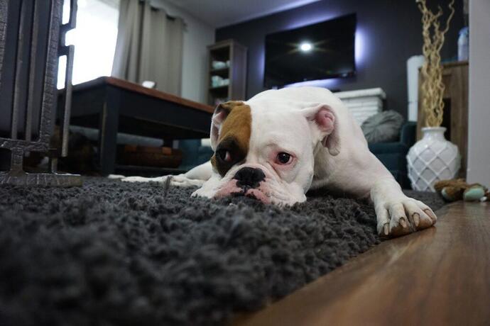 Kedi mi, Köpek mi Sahiplensem Diye Kararsız Kalanlar İçin 5 Kritik İpucu!