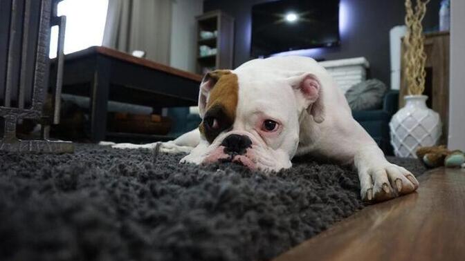 Kedi mi, Köpek mi Sahiplensem Diye Kararsız Kalanlar İçin 5 Kritik İpucu!