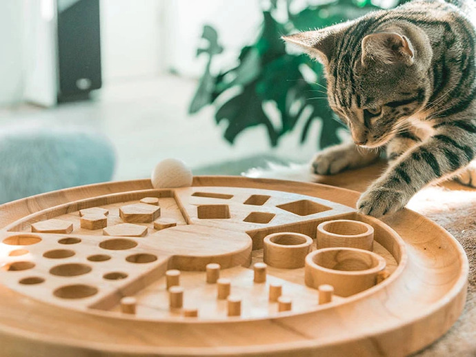 Kedi̇lerde Egzersi̇z Ve Oyunun Önemi̇