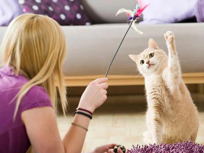 Kedi̇lerde Egzersi̇z Ve Oyunun Önemi̇