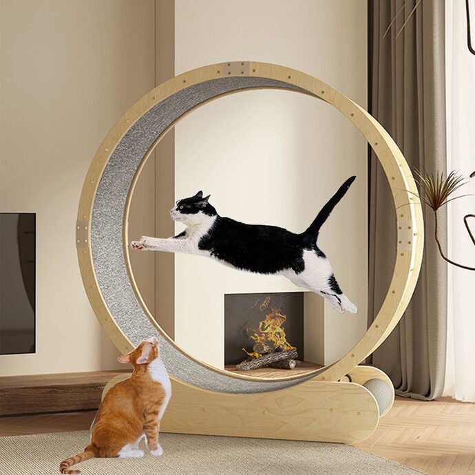 Kedi̇lerde Egzersi̇z Ve Oyunun Önemi̇